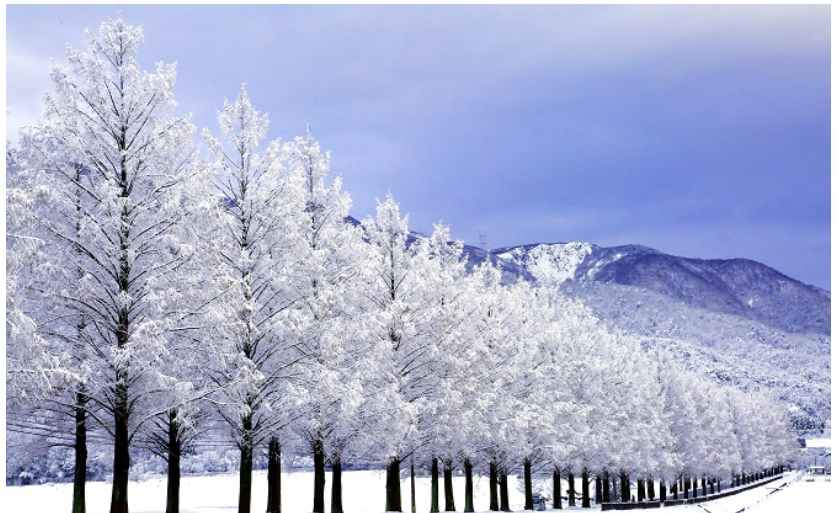 Metasequoia Tree Line